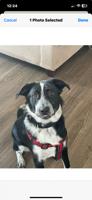 Border Collie/Lab mix