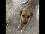 Border Collie /Lab mix