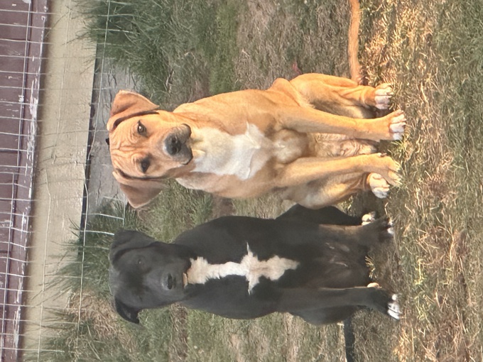 Border Collie /Lab mix