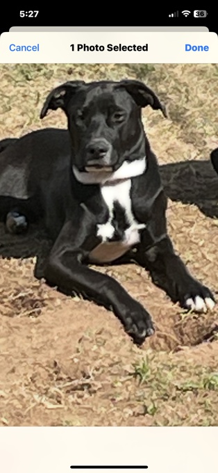 Border Collie /Lab mix