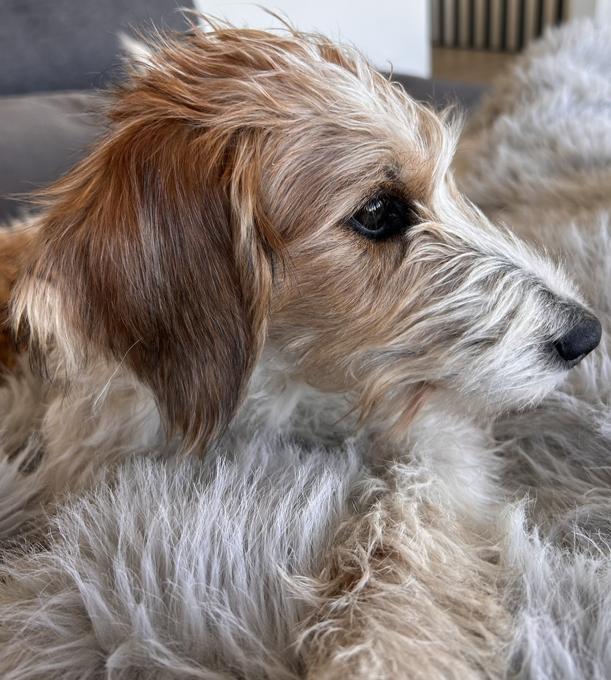 Aussiedoodle Schnoodle
