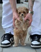 Maltipoo