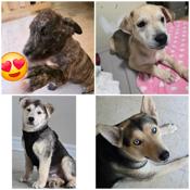 Husky-bulldog cross