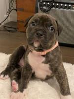 Pitbull