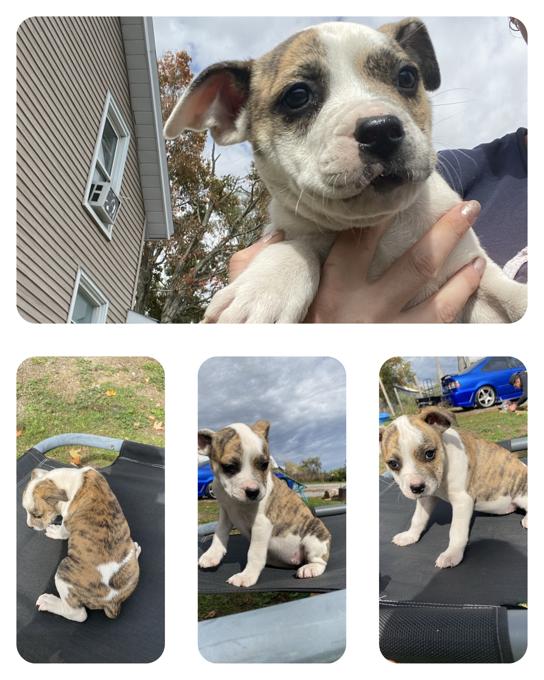 Bulldog/kingshepard