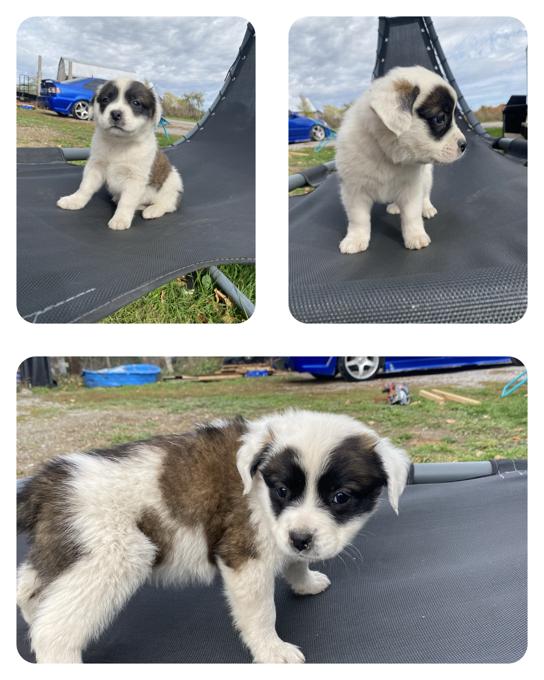 Bulldog/kingshepard