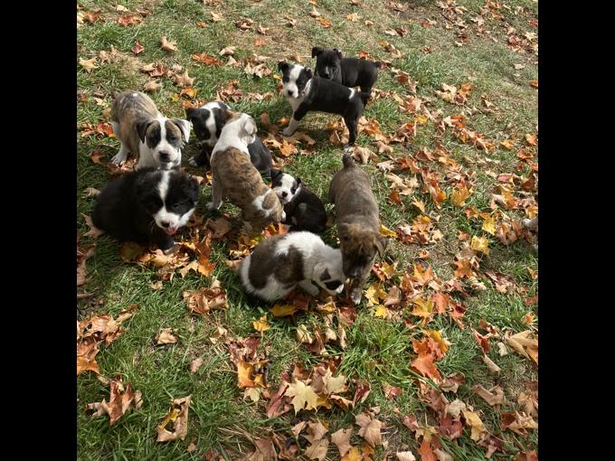 Bulldog/kingshepard