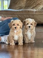 Maltipoo