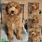 Goldendoodle