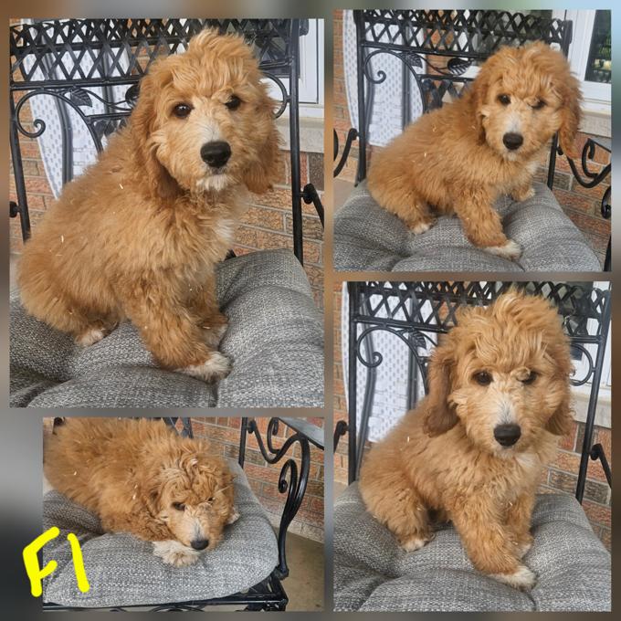 Goldendoodle