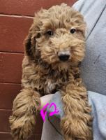 Goldendoodle
