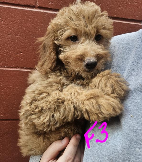 Goldendoodle