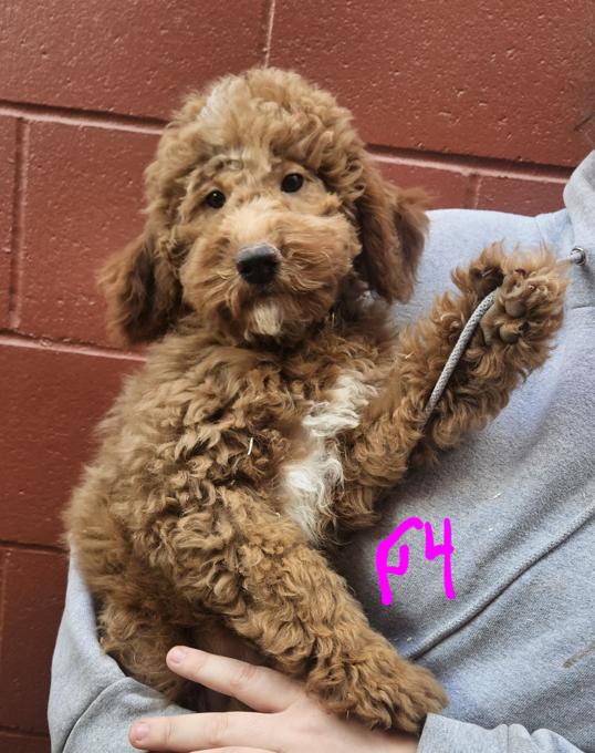 Goldendoodle