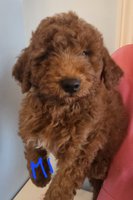 Goldendoodle