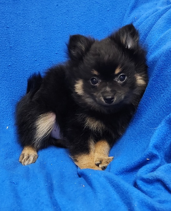 Pomchi