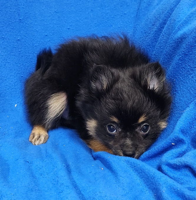 Pomchi