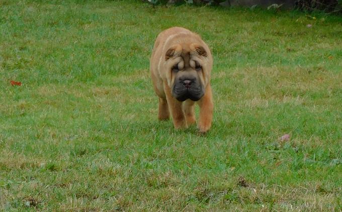 Chinese Shar - Pei Puppies