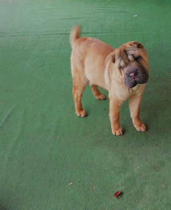 Chinese Shar - Pei Puppies
