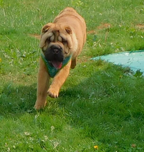 Chinese Shar - Pei Puppies
