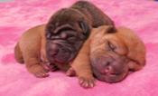 Shar - Pei Puppies Miniature & Toy