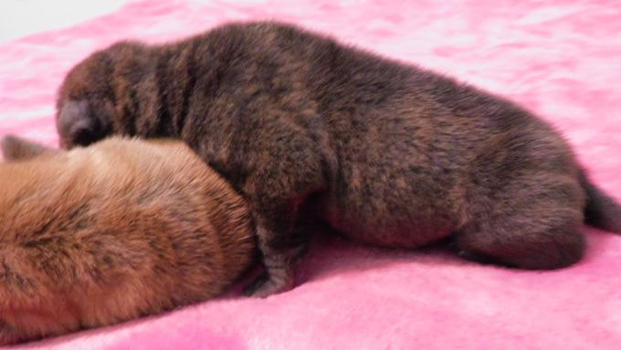 Shar - Pei Puppies Miniature & Toy