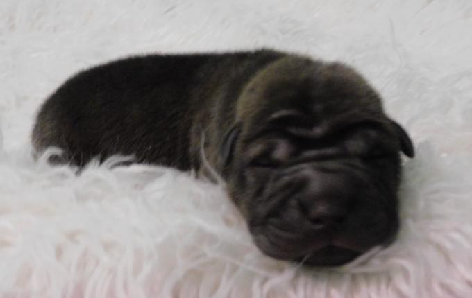 Shar - Pei Puppies Miniature & Toy