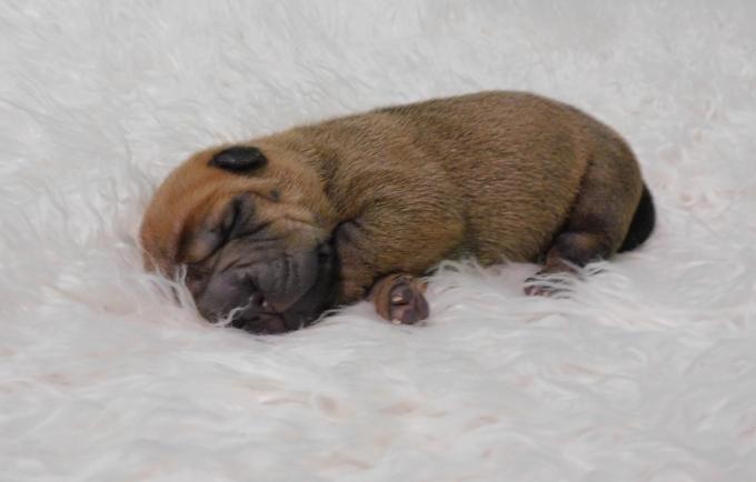 Shar - Pei Puppies Miniature & Toy