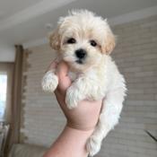 Maltipoo