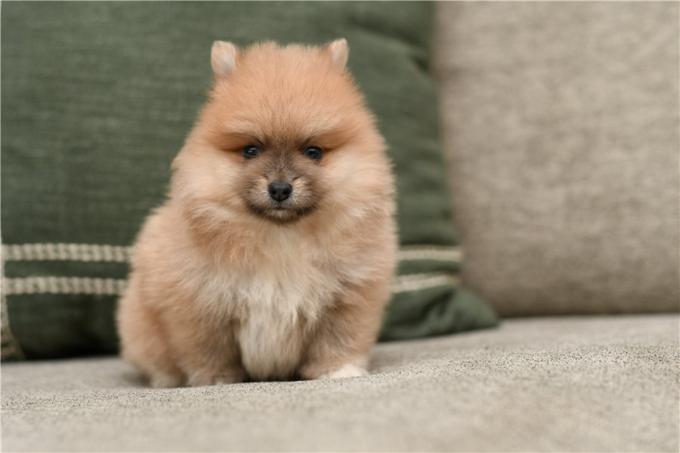 Pomeranian