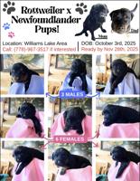 Rottweiler / Newfoundlander Pups