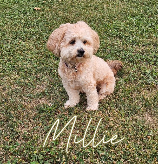 Malshipoo