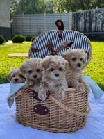 Maltipoo