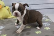 Boston Terrier