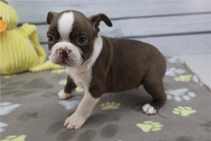 Boston Terrier