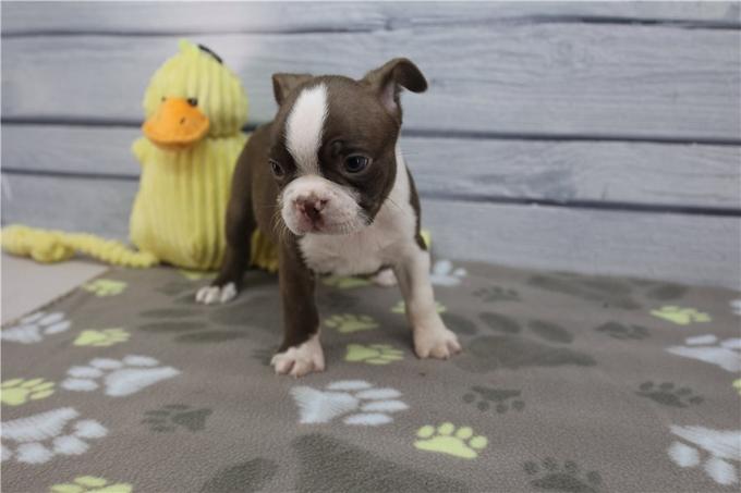 Boston Terrier