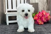 Maltese