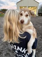 Siberian husky x Australian Sheppard x Labrador