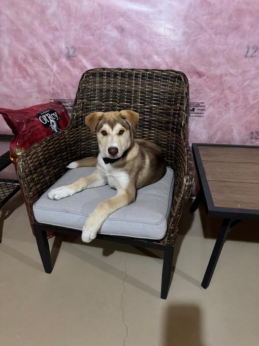 Siberian husky x Australian Sheppard x Labrador