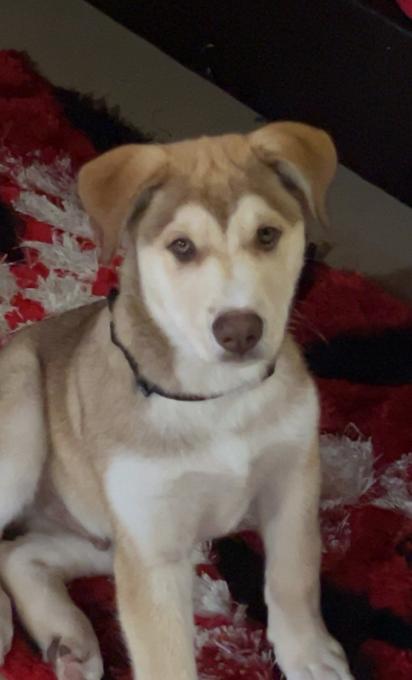 Siberian husky x Australian Sheppard x Labrador