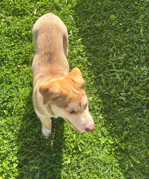 Siberian husky x Australian Sheppard x Labrador