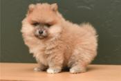 Pomeranian