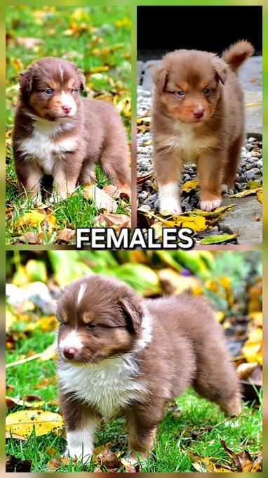 Australian Shepherd/Border Collie cross