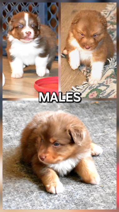 Australian Shepherd/Border Collie cross