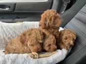 Toy poodle