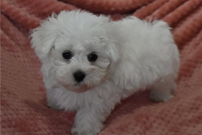 Maltese Puppies