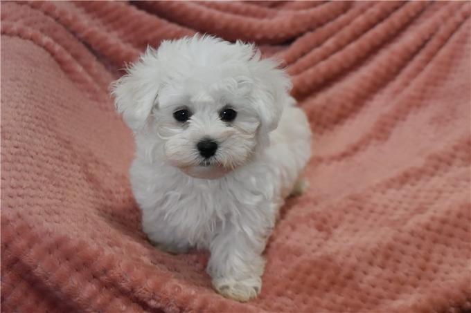 Maltese Puppies