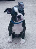 Boston Terrier