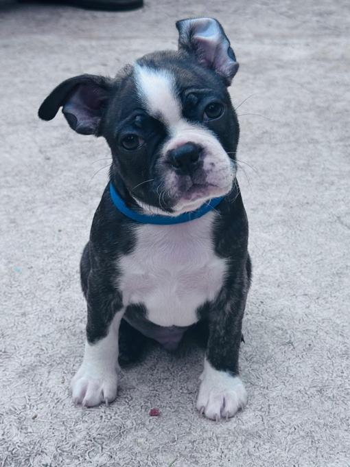 Boston Terrier