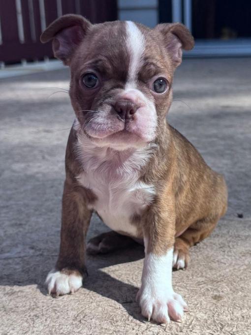 Boston Terrier