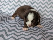 Miniature American Shepherd